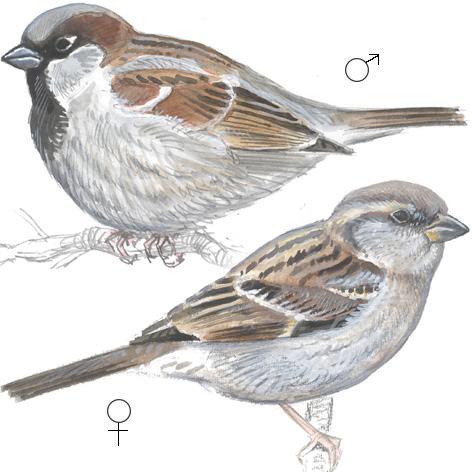 Spetter (Picidae) Kraftig, dolkformet nebb Skarpe, svært bøyde klør Gråspurv (Passer domesticus) Opptil 15 cm lang Hovedsakelig farget i grå- og bruntoner. Hannen har svart halsflekk og hvite kinn.