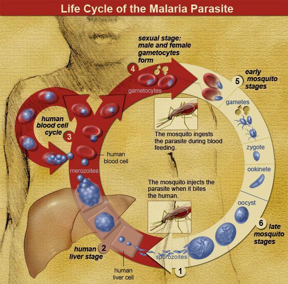 blodceller (anemi), og ved å tette igjen kapillærene som fører blod til hjernen, dette kalles cerebral malaria (NIAID, 2012). Figur 1-7. Livssyklus av malaria parasitten (NIAID, 2012). 1.5.