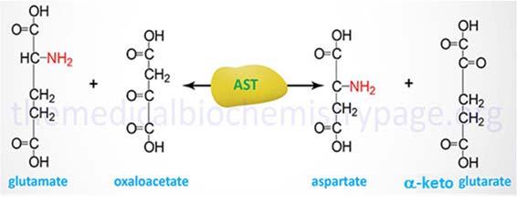 17. (4) i. Isositratdehydrogenase: Oksidativ dekarboksylering av isositrat i sitronsyresyklus som fører til dannelse av det første NADH molekylet. Reaksjonen er hastighetsbegrensende og regulerbar.