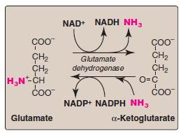 Aminotransferaser bruker pyridoxalfosfat (PLP; vit. B6) som koenzym. iii. Glutamatdehydrogenase: Oksidativ deaminering av glutamat som fører til frigjøring av ammonium (NH4 + ).
