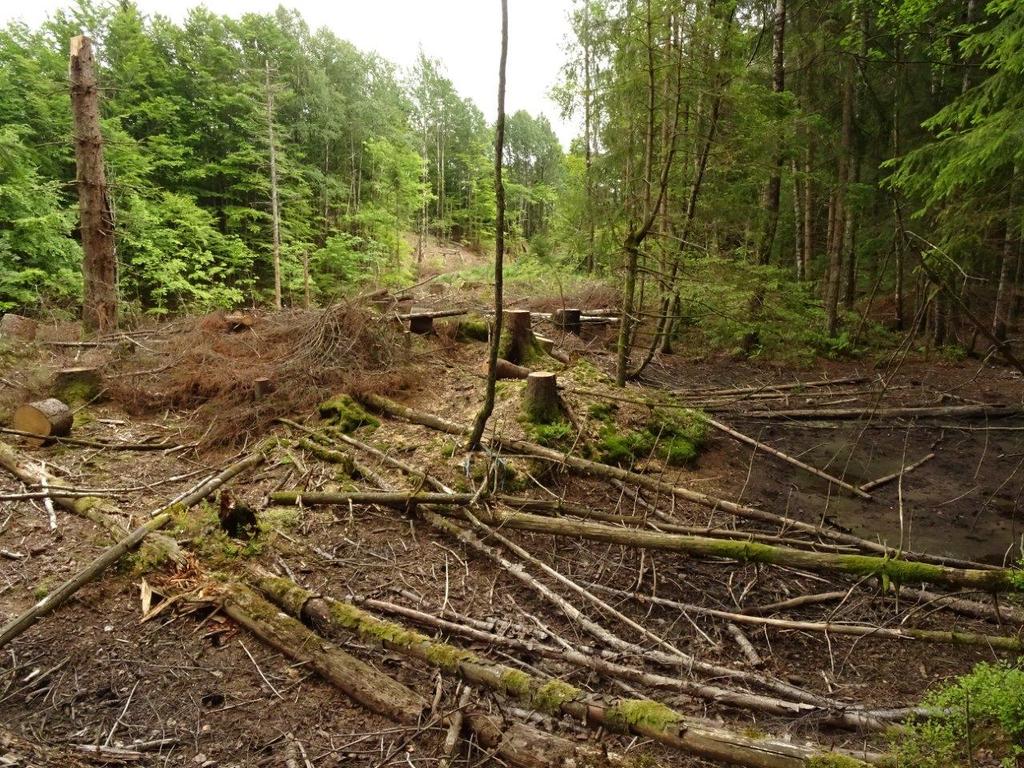 Bilder fra området Fjærevardåsen Nylig gjennomhogd