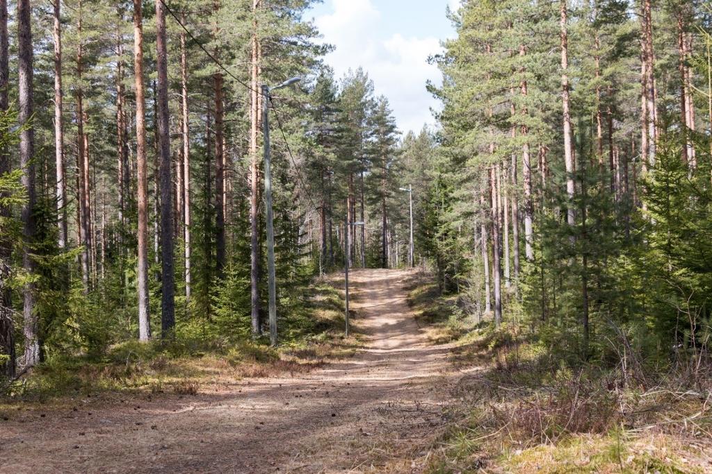 Furumo og vei/lysløype sett mot V. Foto: U. T. Grøtberg 27.04.2016.