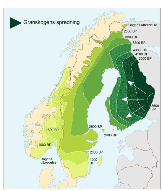 Hypoteser ikke fakta Funn av gran som er 9550 år