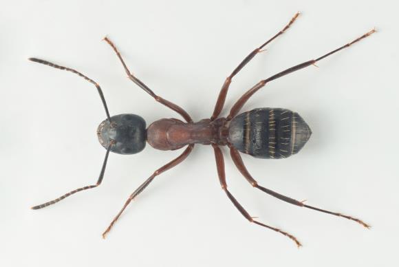 Camponotus ligniperda (Latreille, 1802)