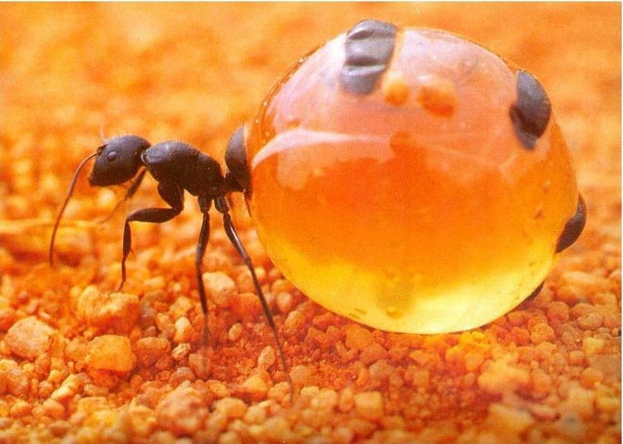 Næring Maur er altetende 1) Honningdugg!