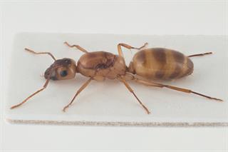 Stokkmaurens biologi Kuriositeter: Camponotus