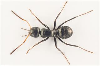 Camponotus ustus (dronning fra bananklase)