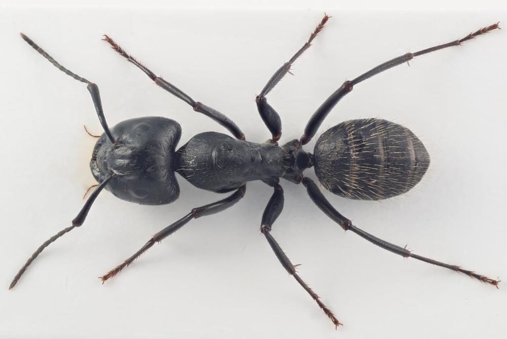 Helt sort Stokkmaurens biologi Skogstokkmaur Camponotus herculeanus (Linnaeus, 1758) Jordstokkmaur Camponotus ligniperda (Latreille, 1802) Sotstokkmaur