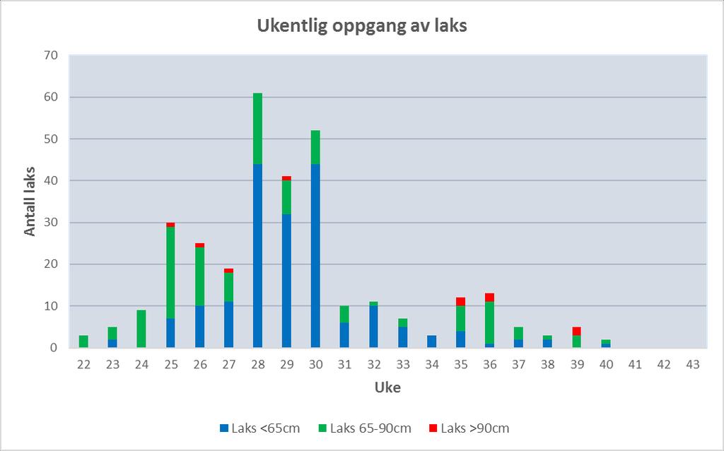 Bilde 3: viser laks fra videoovervåkingen i laksetrappa. Denne laksen var 53cm lang og gikk opp 28. juli 2015.