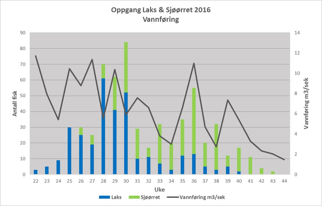 Figur 2.Viser antall laks og sjøørret som ble registrert i laksetrappa på ukebasis. Vannføring i m 3/sek for Forsåelva vises sekundær aksen.