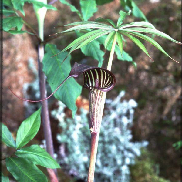 Arisaema ciliatum var. Liubaense - Meget sjelden! kr 145,00 pr. stk.