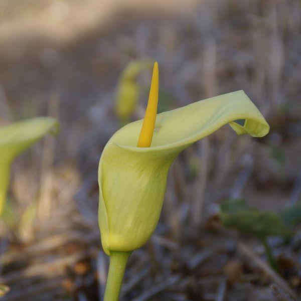 Arum creticum FCC-form (First Clas Certificate) - Meget sjelden! kr 90,00 pr. stk.