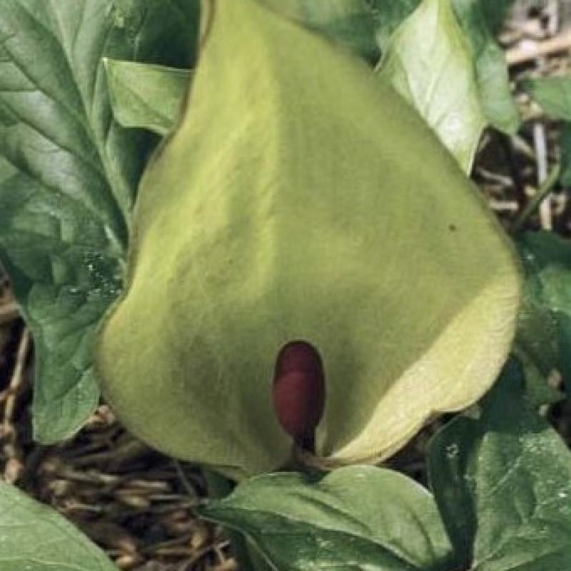 Arum maculatum - Uvanlig! kr 30,00 pr. stk. Ukraina.