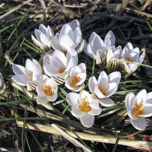 Crocus biflorus subsp. Biflorus - Sjelden! kr 15,00 pr. stk. Opprinnelse: Italia.