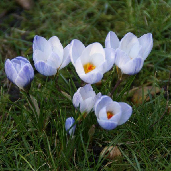 Crocus chrysanthus 'Blue Pearl' kr 5,00 pr. stk. Introdusert i 1843.