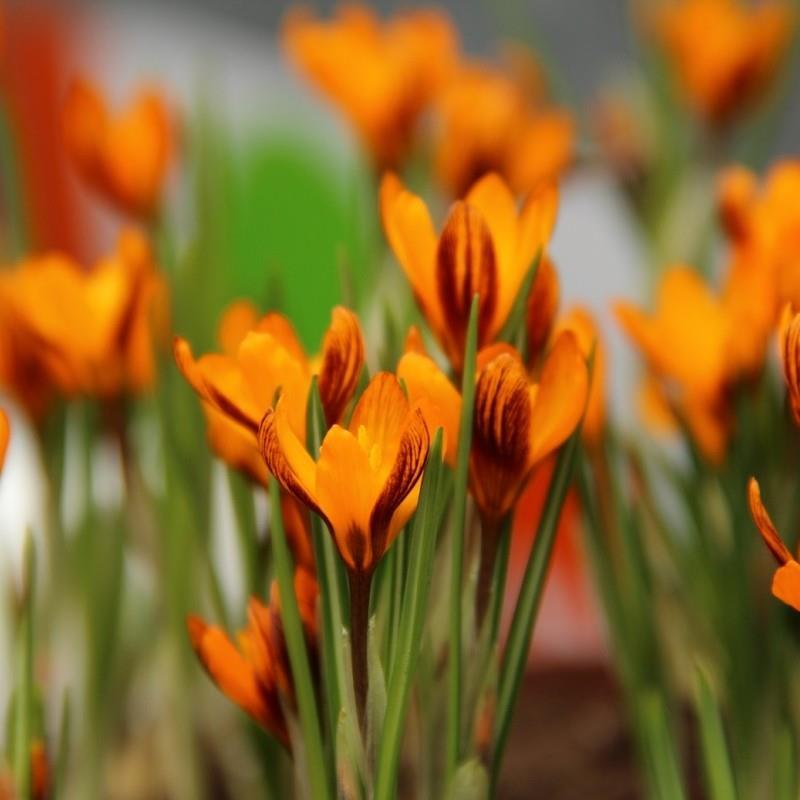 Crocus olivieri subsp. balansae 'Orange Monarch' kr 10,00 pr. stk. Opprinnelse: Øst-Tyrkia.