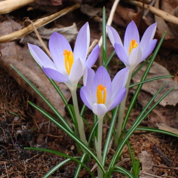 Crocus tommasinianus kr 5,00 pr. stk. Opprinnelse: Syd-Jugoslavia.