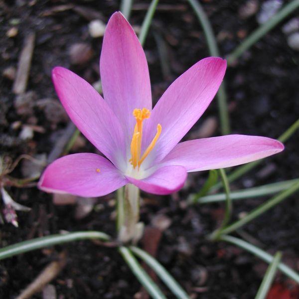 Crocus tommasinianus ' Roseus' kr 5,00 pr. stk. Opprinnelse: Syd-Jugoslavia.