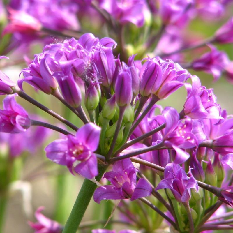 Allium acuminatum kr 30,00 pr. stk. 20-30 blomster pr. blomster skjerm.