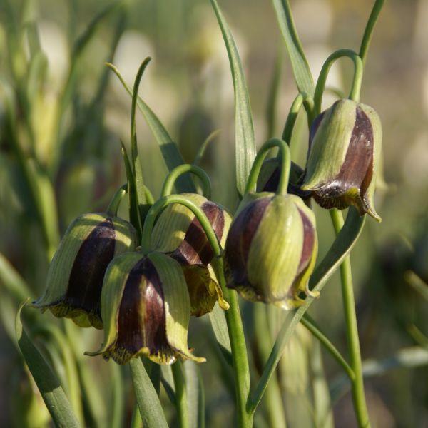 Fritillaria acmopetala - Uvanlig! syn. F. lycia og F intermis kr 10,00 pr. stk.