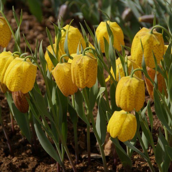 Fritillaria aurea - Meget sjelden, samlerobjekt! syn. F. cilico-taurica og F. bornmuelleri kr 180,00 pr. stk.