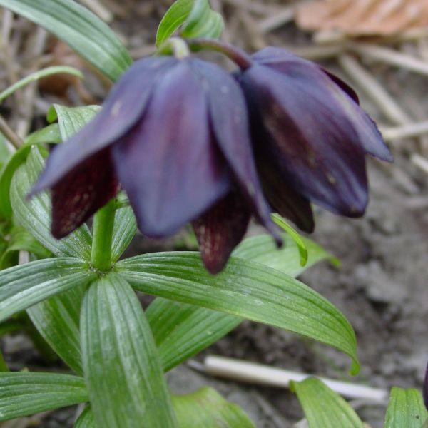 Fritillaria camschatcensis - Sjelden! syn. Lilium camschatcense kr 85,00 pr. stk.