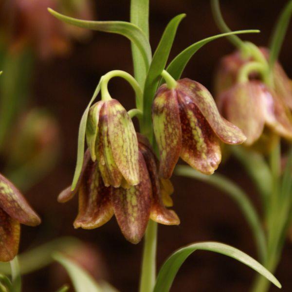 Fritillaria davisii kr 20,00 pr. stk. Opprinnelse: Hellas.