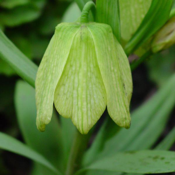 Fritillaria pallidiflora - Uvanlig! kr 40,00 pr. stk. Opprinnelse: Øst-Sibir.