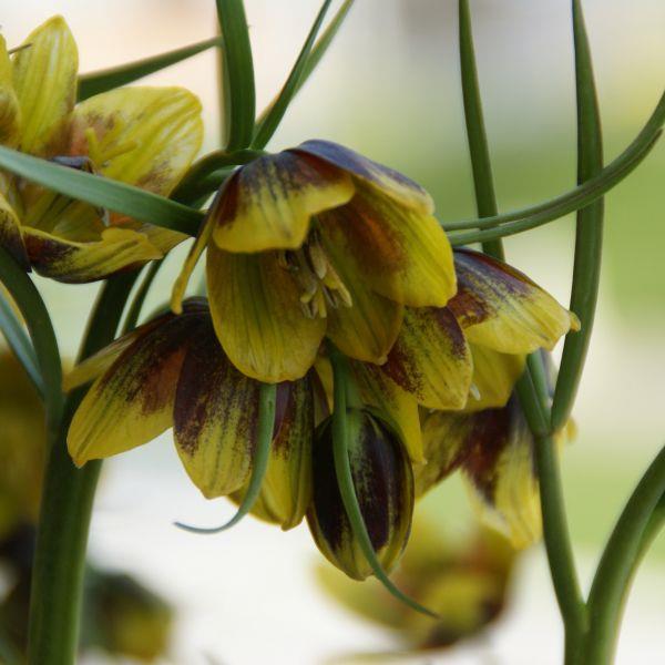 Fritillaria reuteri - Sjelden! kr 85,00 pr. stk. Opprinnelse: Iran, Ispahan - 2500-3000 m høyde.