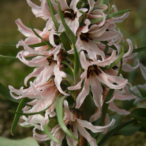 Fritillaria stenanthera - Meget sjelden, samlerobjekt! kr 150,00 pr. stk.