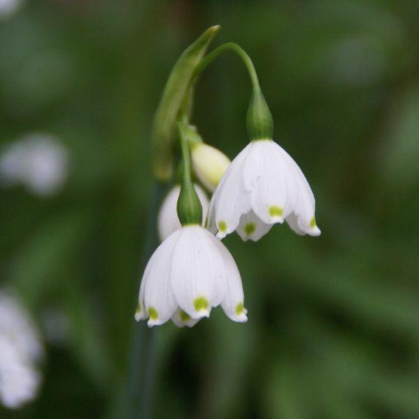 Leucojum aestivum 'Gravetye Giant' kr 10,00 pr. stk. Opprinnelse: Storblomstret klon.