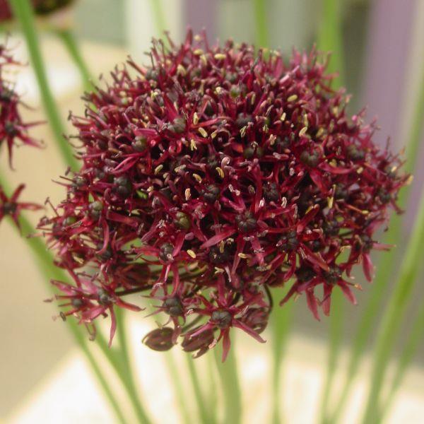 Allium atropurpureum kr 15,00 pr. stk. Opprinnelse: Balkan.