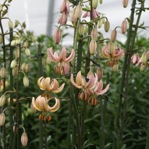 Lilium - Martagon hybrid, Martagon type 'Chameleon' kr 40,00 pr. stk. Opprinnelse: Europa.