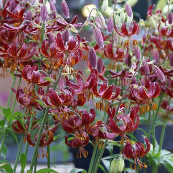 Lilium - Martagon hybrid, Martagon type 'Claude Shride' kr 40,00 pr. stk. Opprinnelse: Europa.