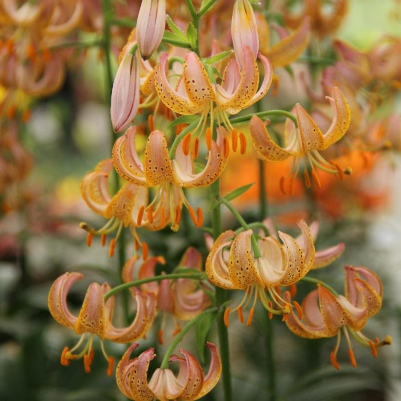 Lilium - Martagon hybrid, Martagon type 'Fairy Morning' kr 40,00 pr. stk. Opprinnelse: Europa.