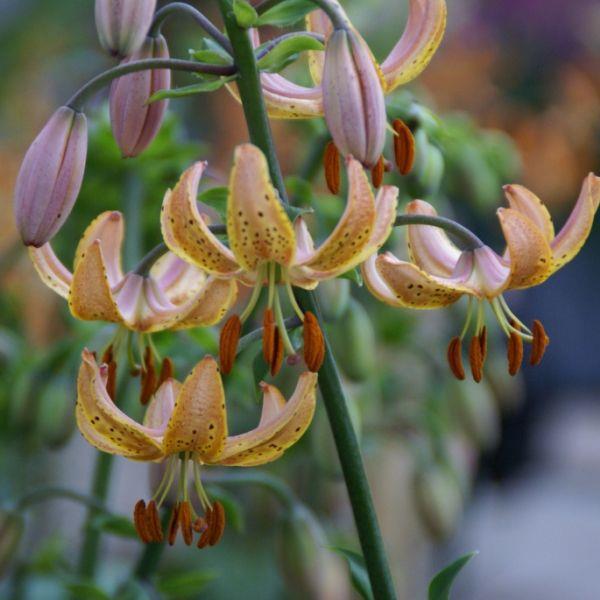 Lilium - Martagon hybrid, Martagon type 'Guinea Gold' kr 40,00 pr. stk. Opprinnelse: Europa.