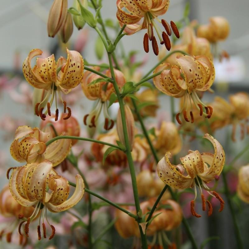 Lilium - Martagon hybrid, Martagon type 'Peppard Gold' kr 40,00 pr. stk. Opprinnelse: Europa.