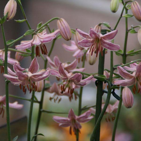 Lilium - Martagon hybrid, Martagon type 'Pink Morning' kr 40,00 pr. stk. Opprinnelse: Europa.