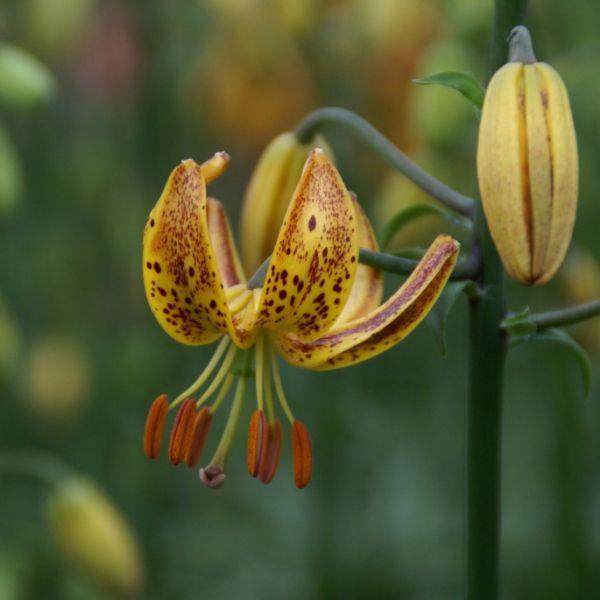 Lilium - Martagon hybrid, Martagon type 'Sunny Morning' kr 40,00 pr. stk. Opprinnelse: Europa.