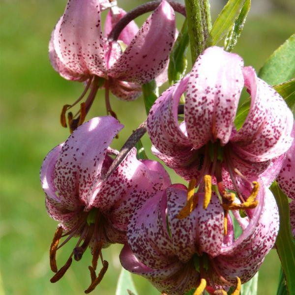 Lilium martagon kr 100,00 pr. stk. Opprinnelse: Tyrkia. Introdusert 1596.