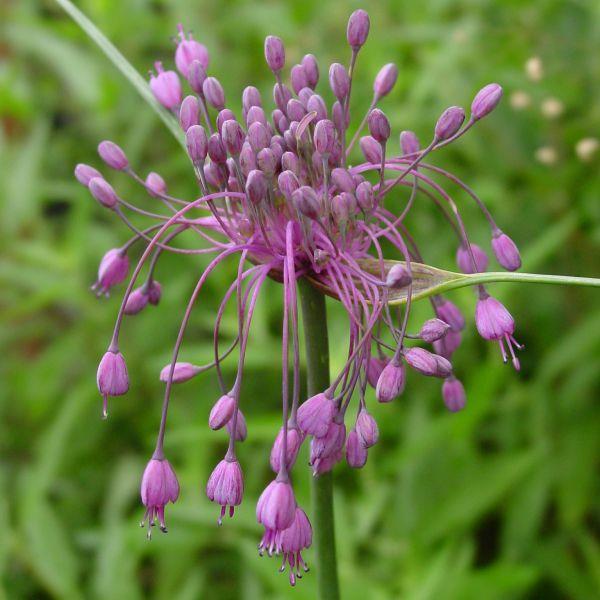 Allium carinatum sub. Pulchellum kr 10,00 pr. stk. Opprinnelse: Sydøst-Europa.