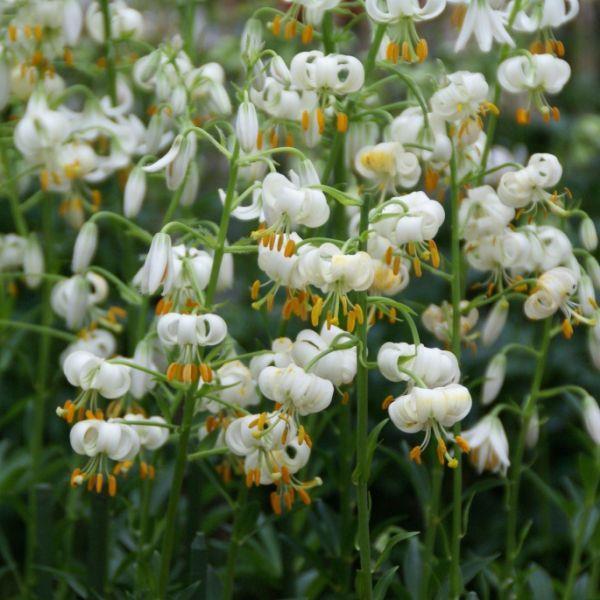 Lilium martagon var. album kr 130,00 pr. stk. Opprinnelse: Europa. Introdusert 1889.