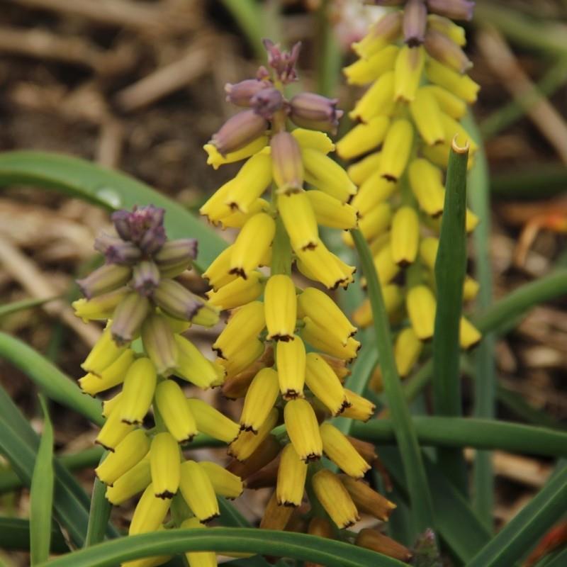 Muscari macrocarpum kr 15,00 pr. stk. Opprinnelse: Hellas. Introdusert, ukjent.