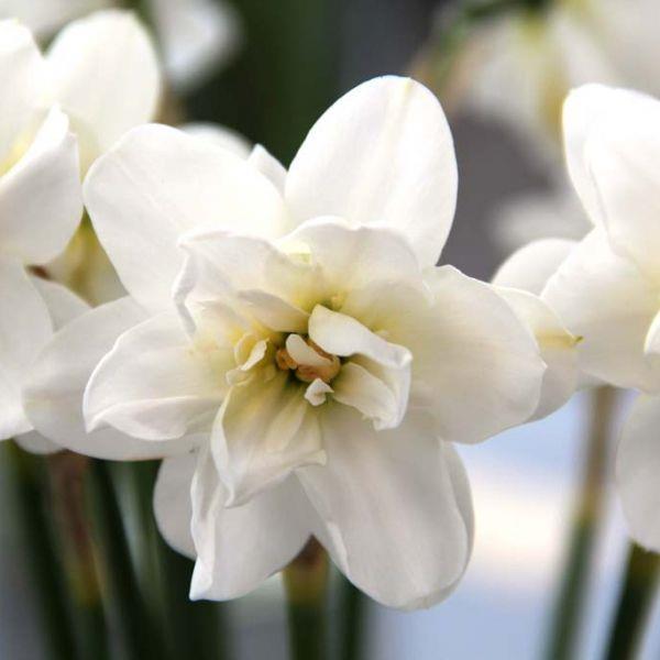 Narcissus Albus Plenus Odoratus - Uvanlig i Norge. kr 20,00 pr. stk. Divisjon 4. Opprinnelse: Ukjent. Introdusert 1590.