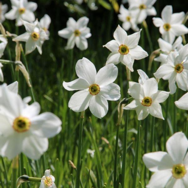 Narcissus poeticus var. Recurvus kr 10,00 pr. stk. Divisjon 13. Opprinnelse: Ukjent. Introdusert før 1600.