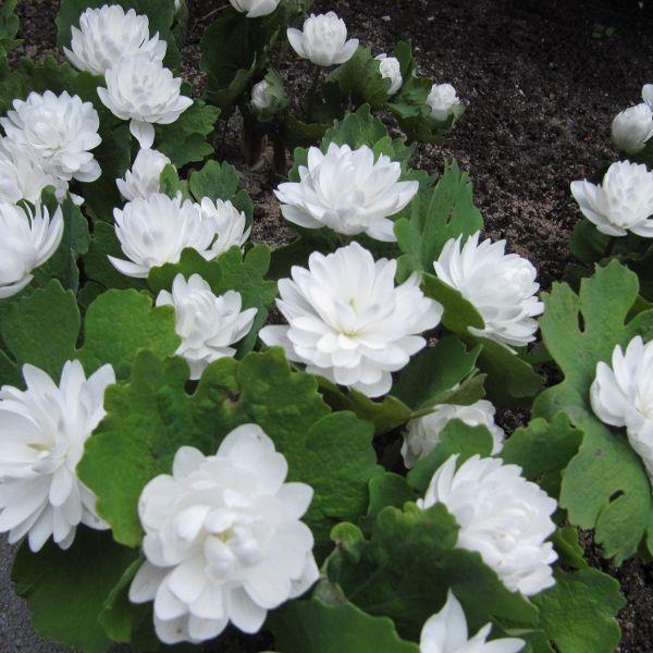 Sanguinaria canadensis - Meget sjelden! 'Multiplex' kr 200,00 pr. stk. Opprinnelse: Nord-Amerika.