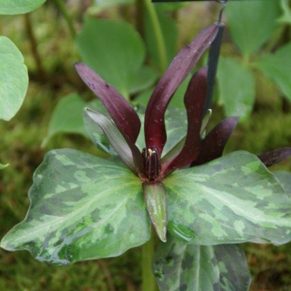 Trillium cuneatum - Sjelden! kr 65,00 pr. stk. Opprinnelse: Sydøstre-Amerika.