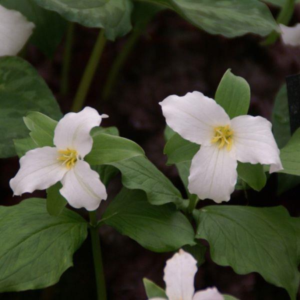 Trillium grandiflorum - Meget sjelden, samlerobjekt! 'Snowbunting' kr 615,00 pr. stk.