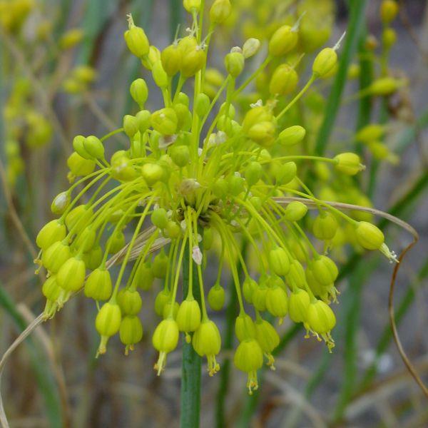 Allium flavum syn. A. webbii kr 10,00 pr. stk. Opprinnelse: Sydøst-Europa, opptil 2500 m høyde.