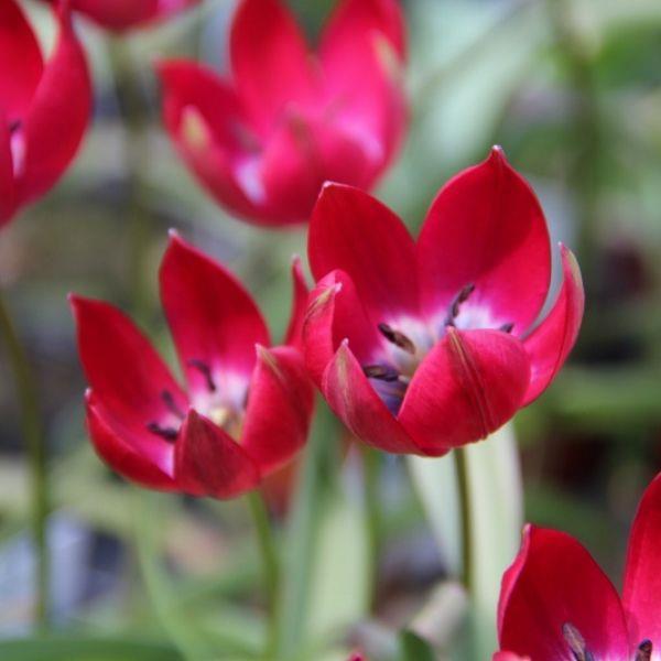 Tulipa - krysning T.hageri x T. aucheriana 'Tiny Timo' kr 5,00 pr. stk. Opprinnelse: Holland.